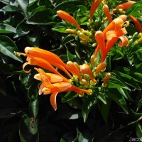 Pyrostegia venusta (Ker Gawl.) Miers